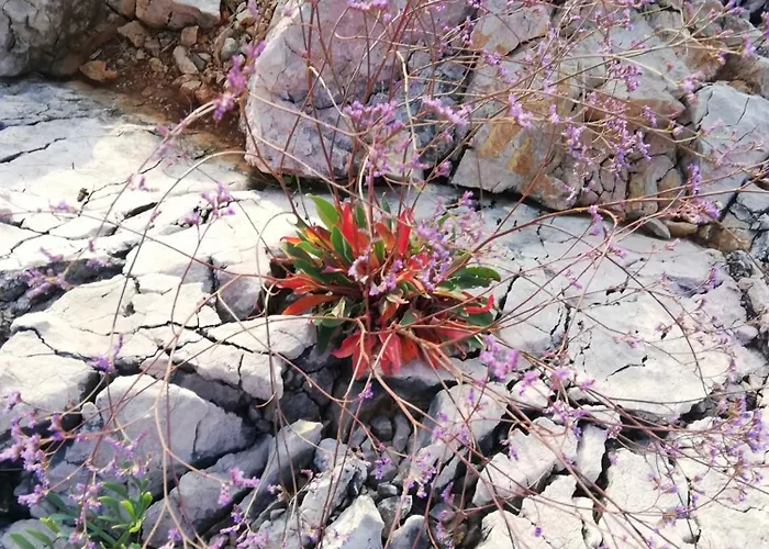 Διαμέρισμα Dino *